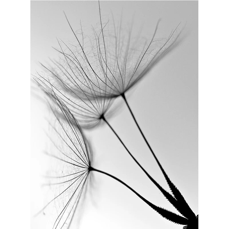 Black and White Wall Art Canvas Painting Dandelion Flower Pictures Poster and Prints Home Decorative Artworks for Kitchen Decor